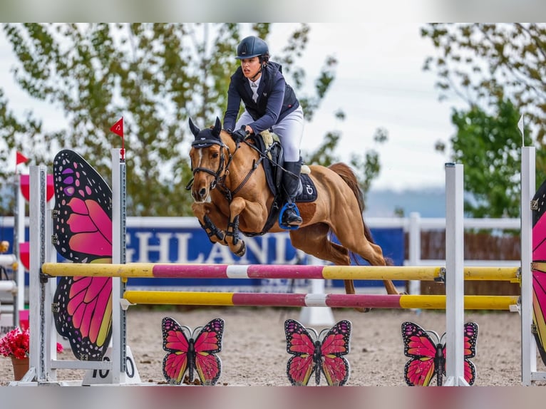 Selle Francais Wallach 12 Jahre 140 cm Fuchs in Jara Beltran