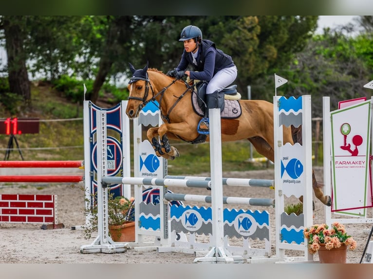 Selle Francais Wallach 12 Jahre 140 cm Fuchs in Jara Beltran