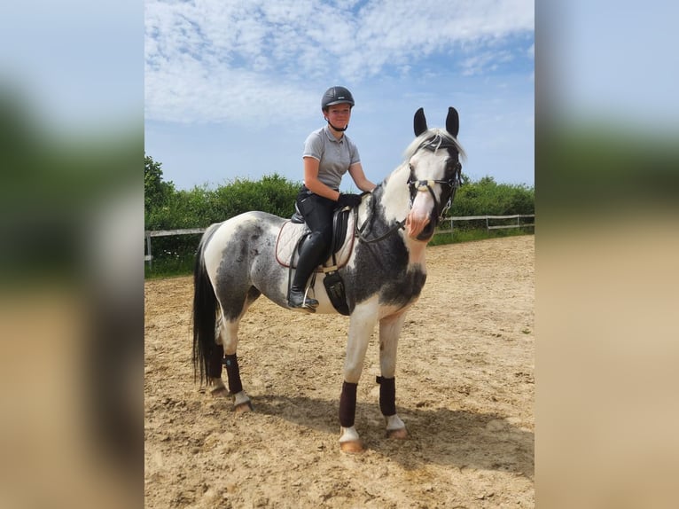 Selle Francais Wallach 12 Jahre 163 cm Schecke in Rennerod