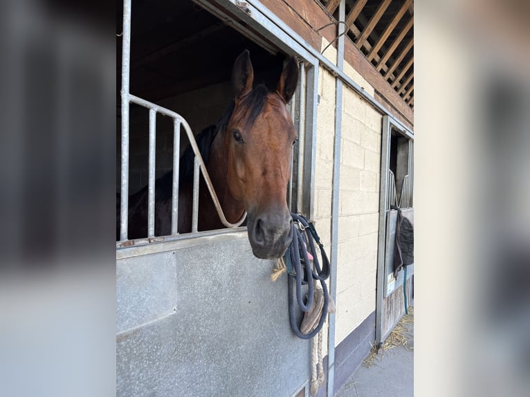 Selle Francais Wallach 12 Jahre 164 cm Brauner in La puisaye