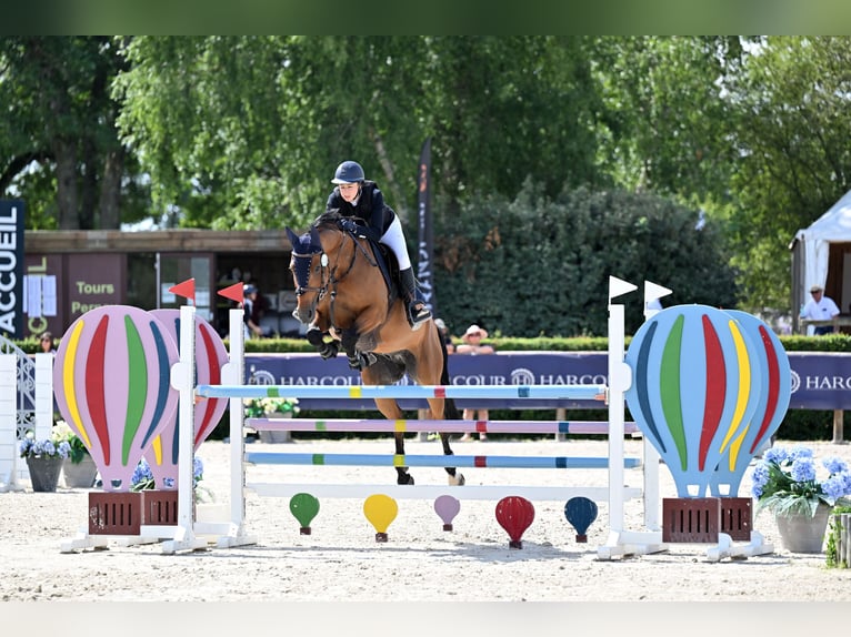 Selle Francais Wallach 12 Jahre 164 cm Brauner in La puisaye