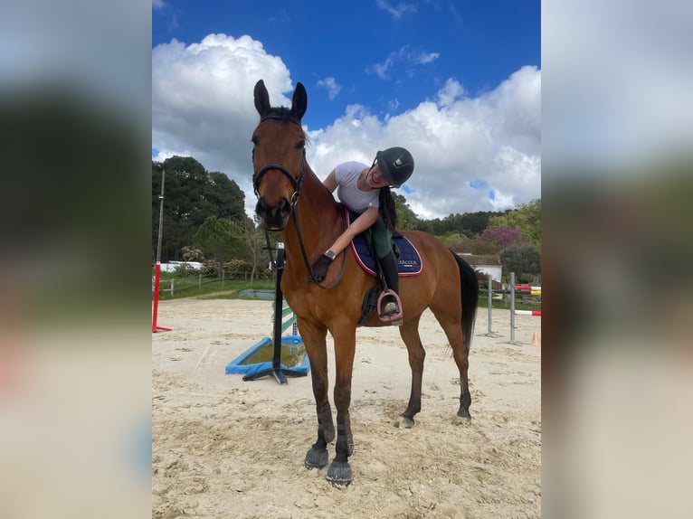 Selle Francais Wallach 12 Jahre 165 cm Brauner in Grabels