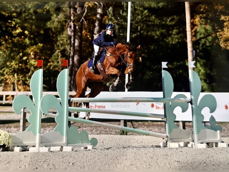 Selle Francais Wallach 12 Jahre 168 cm Brauner in Saint-Fargeau
