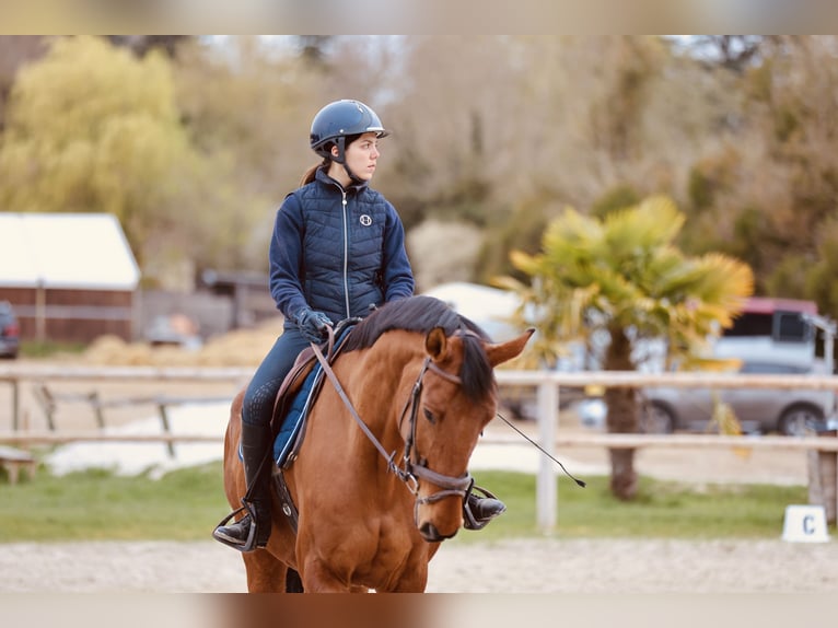 Selle Francais Wallach 12 Jahre 168 cm Brauner in Saint-Fargeau