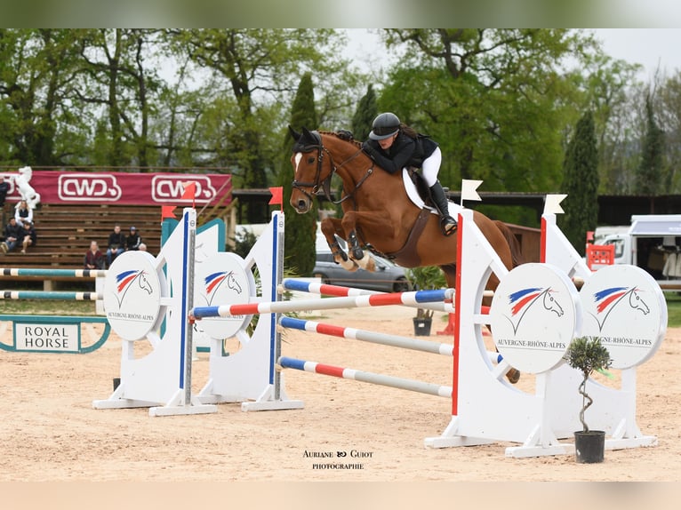 Selle Francais Wallach 12 Jahre 169 cm Fuchs in POLLIONNAY