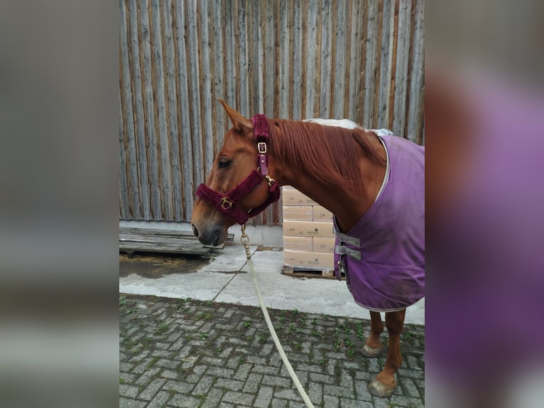 Selle Francais Wallach 12 Jahre 170 cm Fuchs in Grafstal