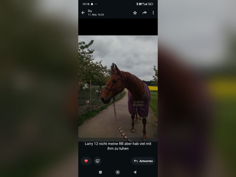 Selle Francais Wallach 12 Jahre 170 cm Fuchs in Grafstal