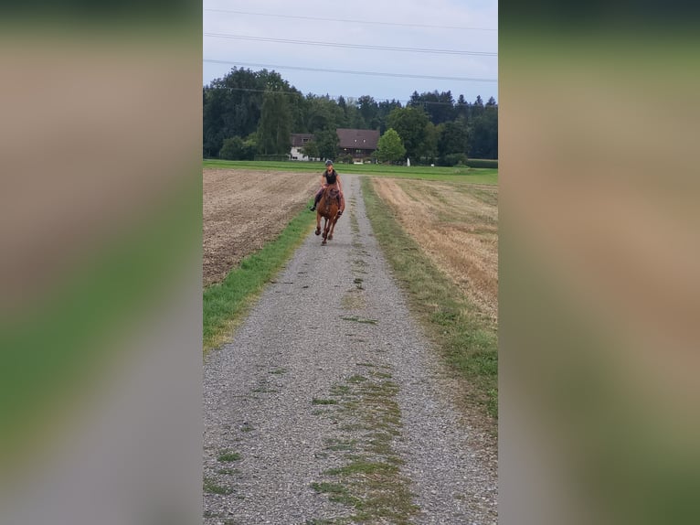 Selle Francais Wallach 12 Jahre 170 cm Fuchs in Grafstal