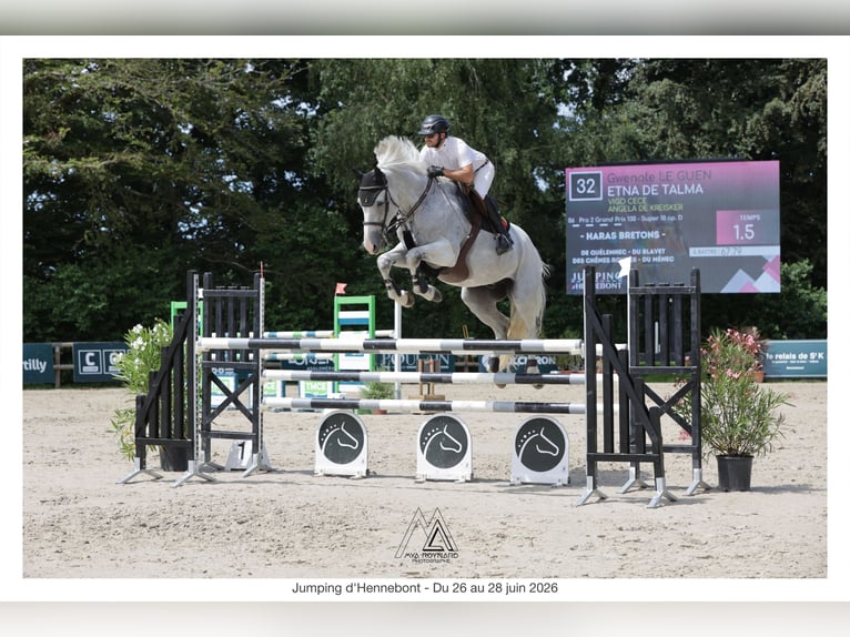 Selle Francais Wallach 12 Jahre 173 cm Schimmel in Brest