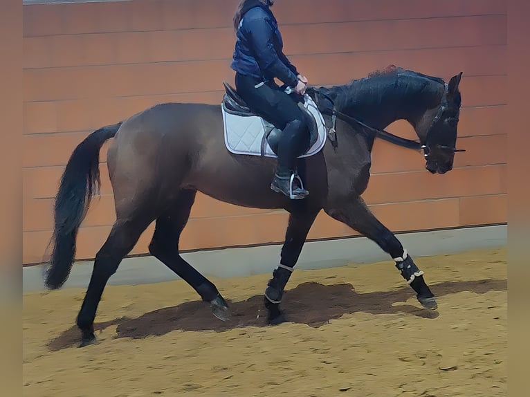 Selle Francais Wallach 12 Jahre 175 cm Brauner in Lage