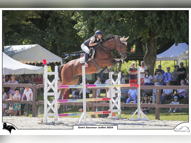 Selle Francais Wallach 12 Jahre 175 cm Brauner in Essoyes