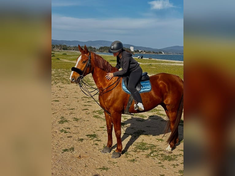 Selle Francais Wallach 12 Jahre 175 cm Fuchs in Hy&#xE8;res