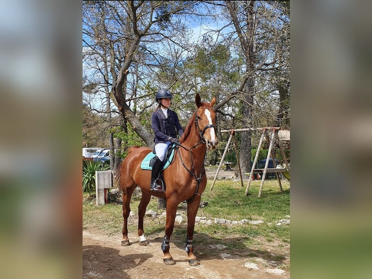Selle Francais Wallach 12 Jahre 175 cm Fuchs in Hy&#xE8;res