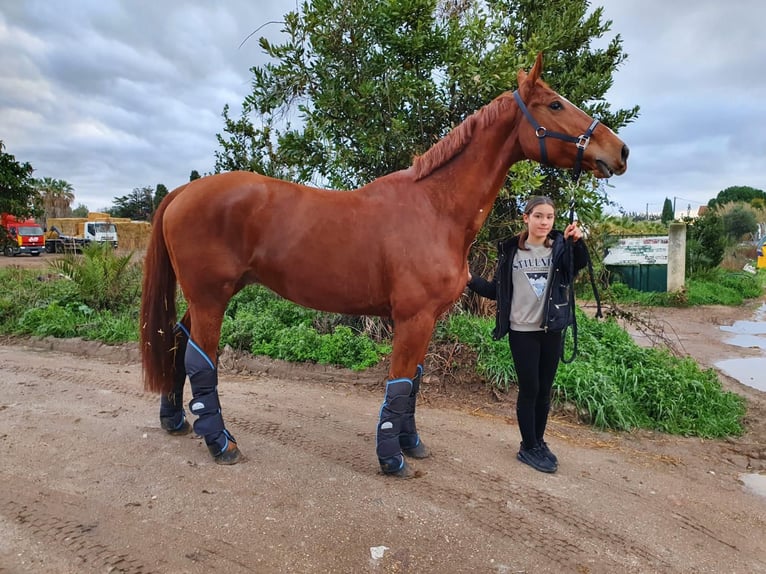 Selle Francais Wallach 12 Jahre 175 cm Fuchs in Hy&#xE8;res
