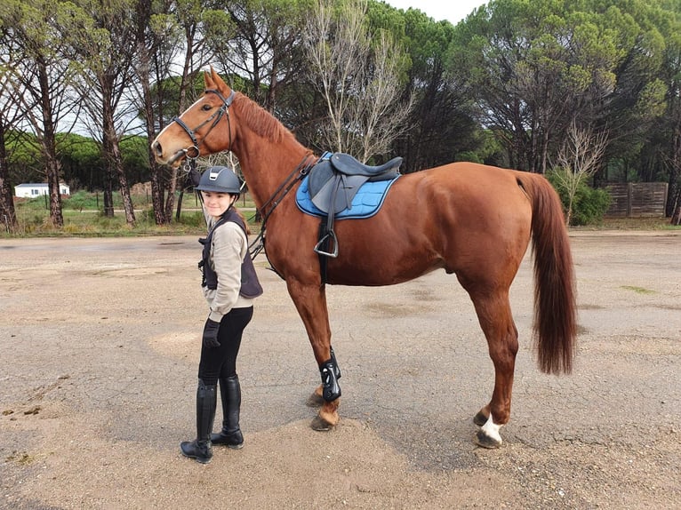 Selle Francais Wallach 12 Jahre 175 cm Fuchs in Hy&#xE8;res