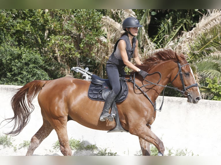 Selle Francais Wallach 12 Jahre 175 cm Fuchs in Hy&#xE8;res