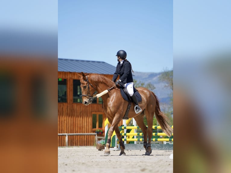 Selle Francais Wallach 12 Jahre 175 cm Fuchs in Viladecans