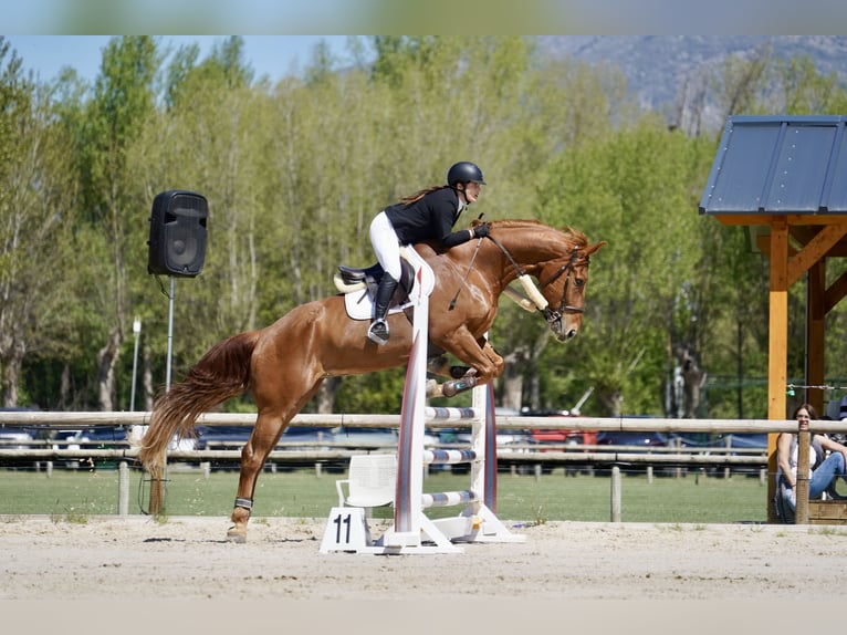 Selle Francais Wallach 12 Jahre 175 cm Fuchs in Viladecans