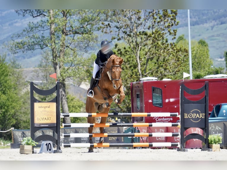 Selle Francais Wallach 12 Jahre 175 cm Fuchs in Viladecans