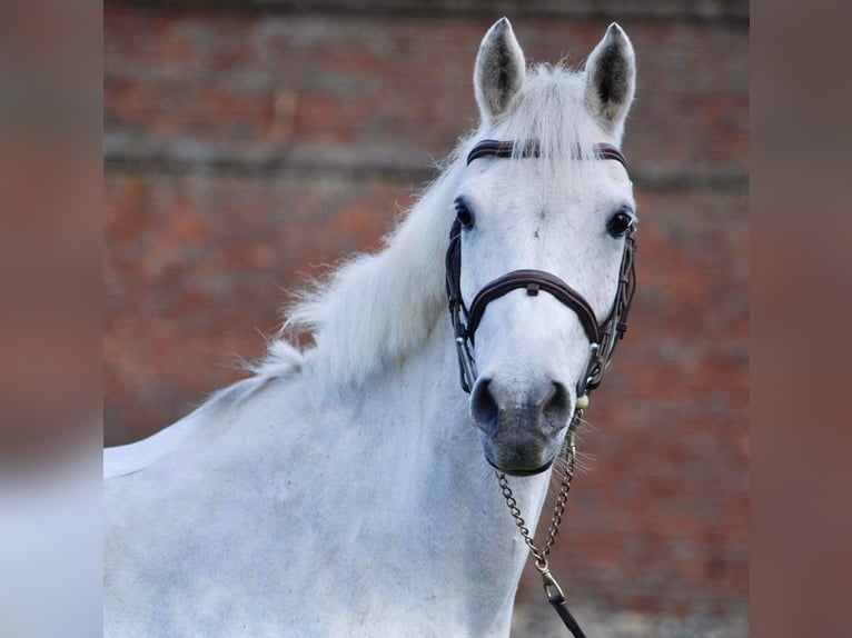 Selle Francais Wallach 13 Jahre 139 cm White in Braine-L&#39;Alleud