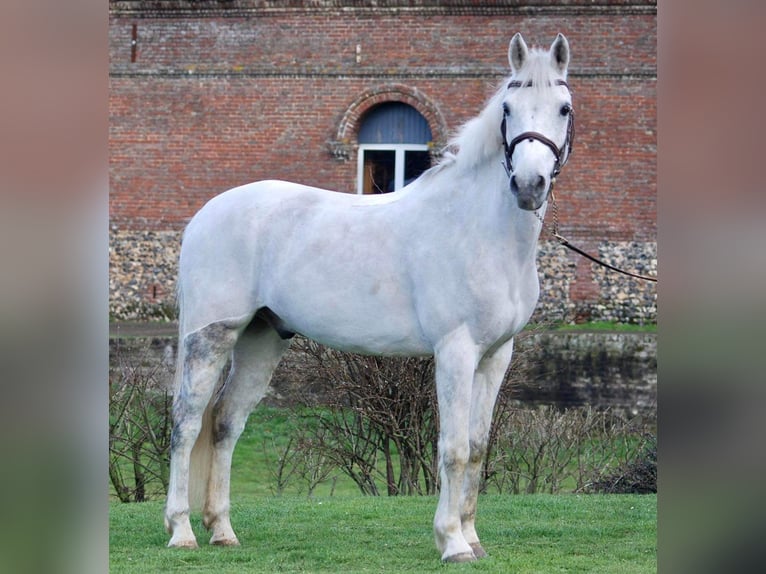 Selle Francais Wallach 13 Jahre 139 cm White in Braine-L&#39;Alleud