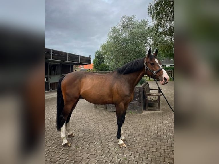 Selle Francais Wallach 13 Jahre 164 cm Fuchs in Marcq-en-Barœul