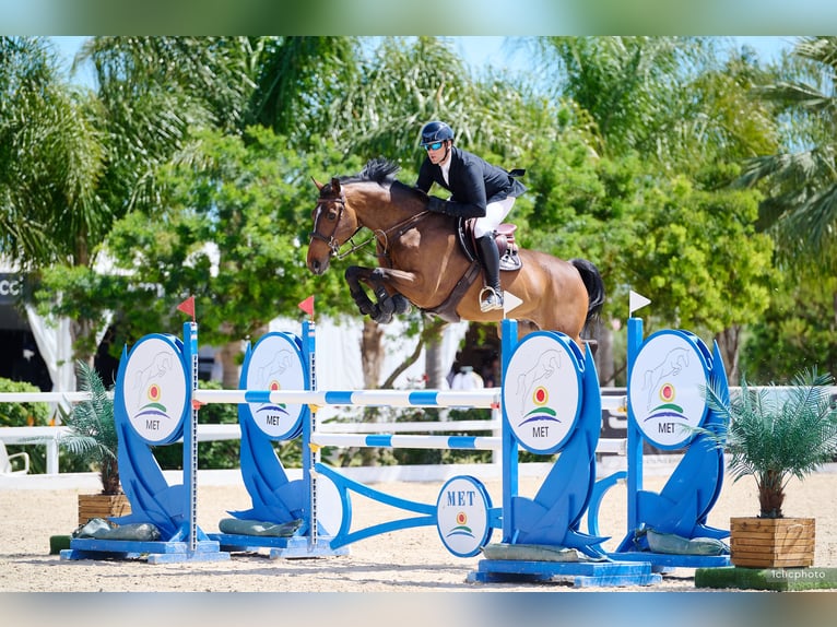 Selle Francais Wallach 13 Jahre 168 cm Brauner in Moreilles