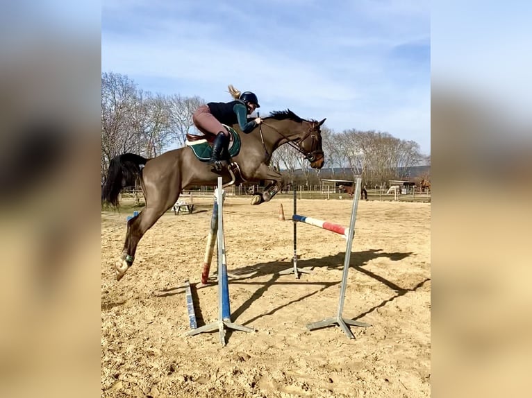 Selle Francais Wallach 13 Jahre 168 cm Dunkelbrauner in Ribaute-les-Tavernes