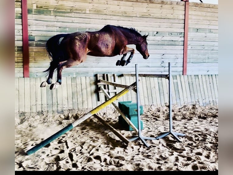 Selle Francais Wallach 13 Jahre 168 cm Dunkelbrauner in Ribaute-les-Tavernes