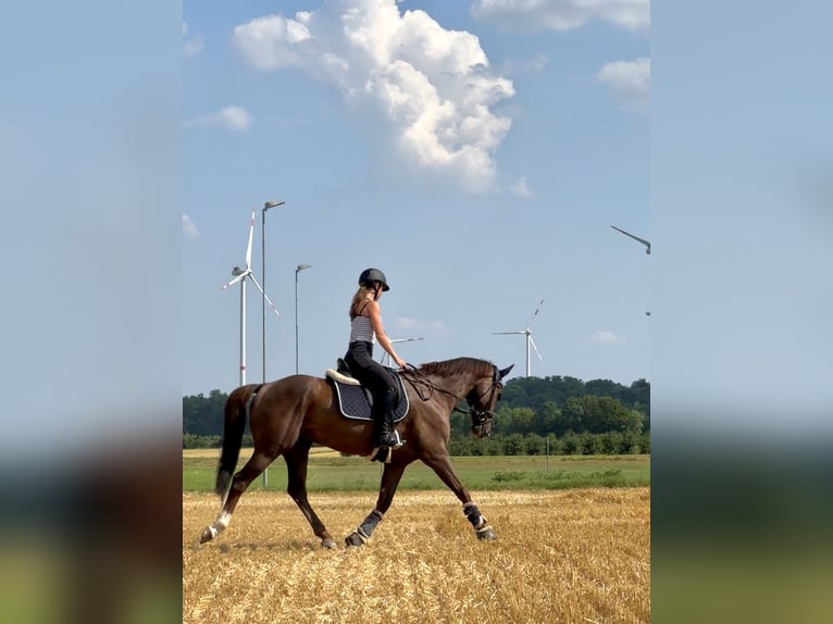 Selle Francais Wallach 13 Jahre 168 cm Dunkelfuchs in Mörstadt