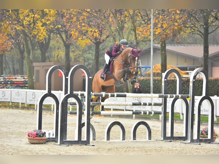 Selle Francais Wallach 13 Jahre 169 cm Brauner in Treviglio