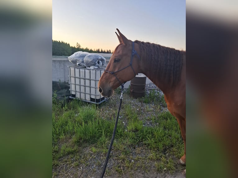 Selle Francais Wallach 13 Jahre 170 cm Fuchs in Grafstal