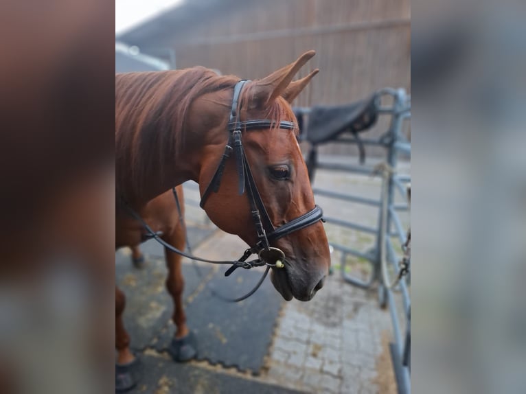 Selle Francais Wallach 13 Jahre 170 cm Fuchs in Grafstal