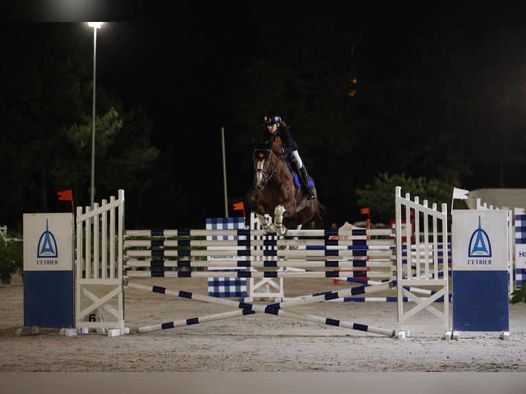 Selle Francais Wallach 13 Jahre 172 cm Fuchs in Montigny-sur-Loing