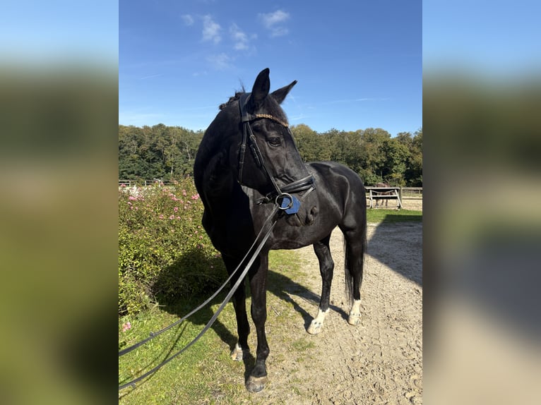 Selle Francais Wallach 13 Jahre 173 cm Rappe in Ronquerolles