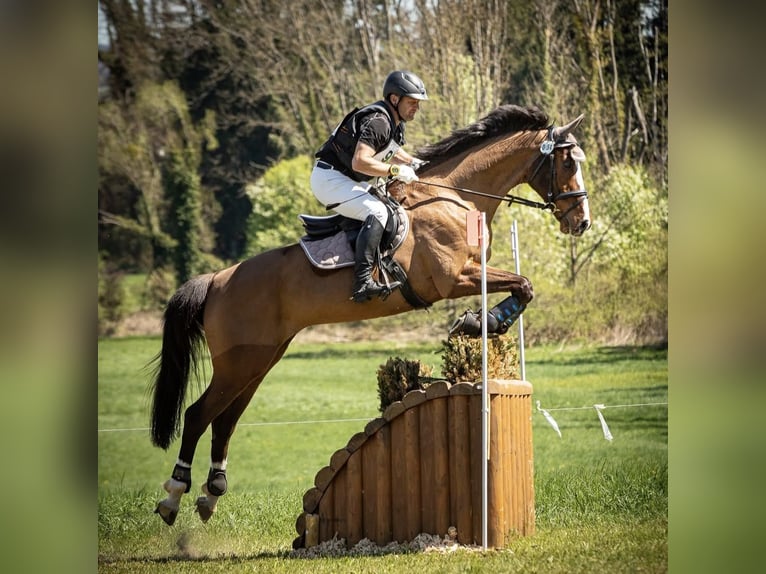 Selle Francais Wallach 14 Jahre 165 cm Brauner in Neuried
