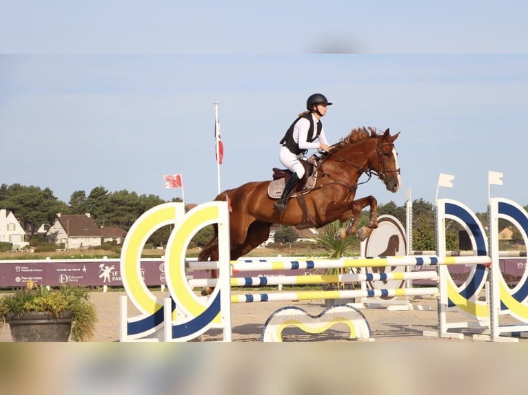 Selle Francais Wallach 14 Jahre 165 cm Fuchs in Escaudain