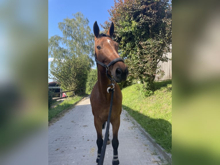 Selle Francais Wallach 14 Jahre 168 cm Brauner in Saarbrücken