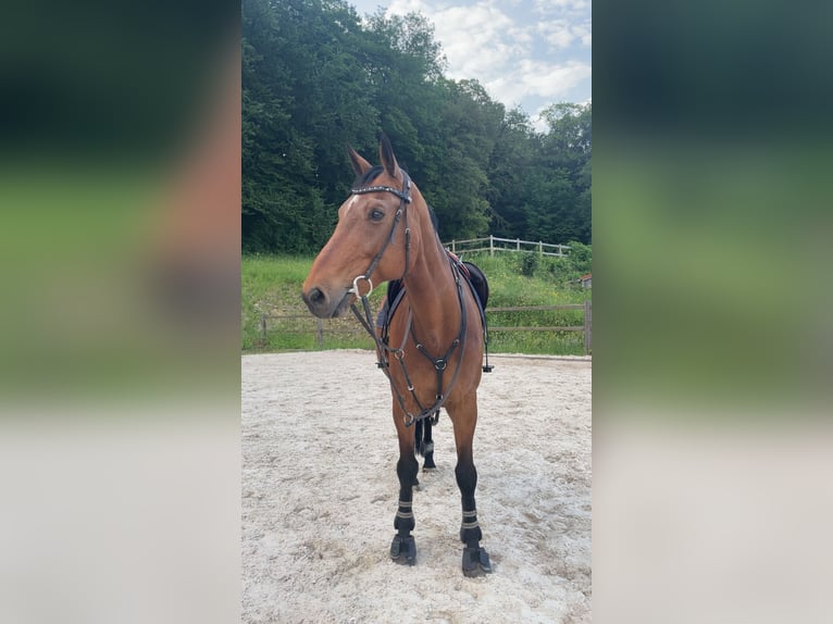 Selle Francais Wallach 14 Jahre 168 cm Brauner in Saarbrücken