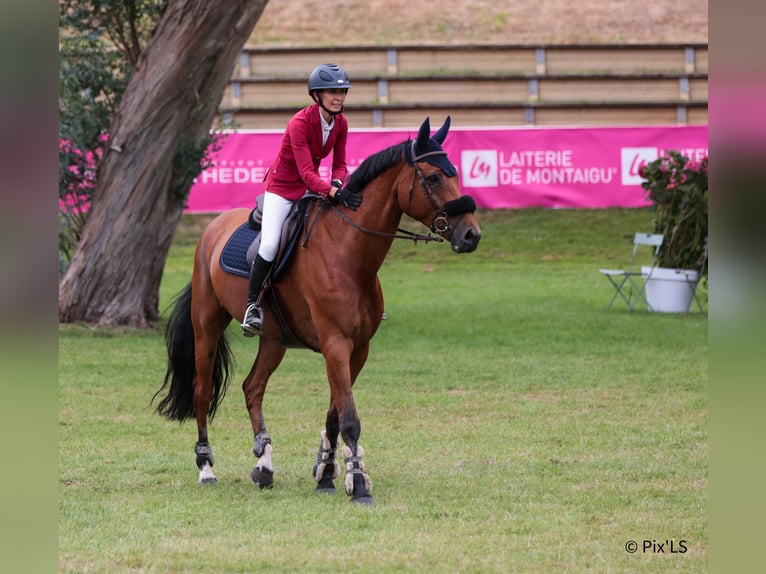 Selle Francais Wallach 14 Jahre 170 cm Brauner in Plouër-sur-Rance