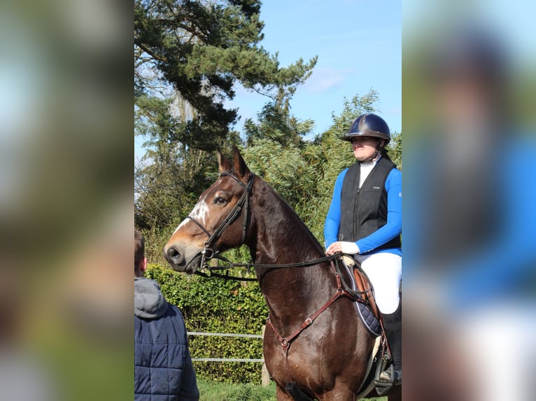 Selle Francais Wallach 14 Jahre 171 cm Schwarzbrauner in Les loges marchis