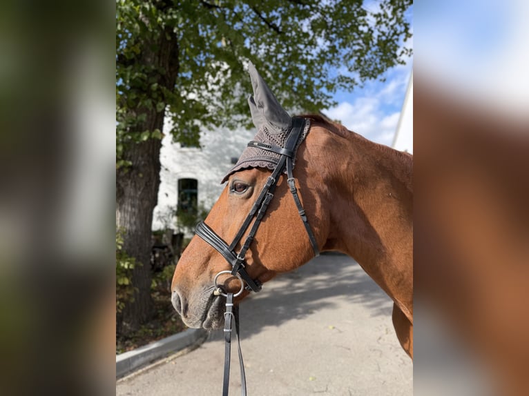 Selle Francais Wallach 14 Jahre 172 cm Fuchs in Köln