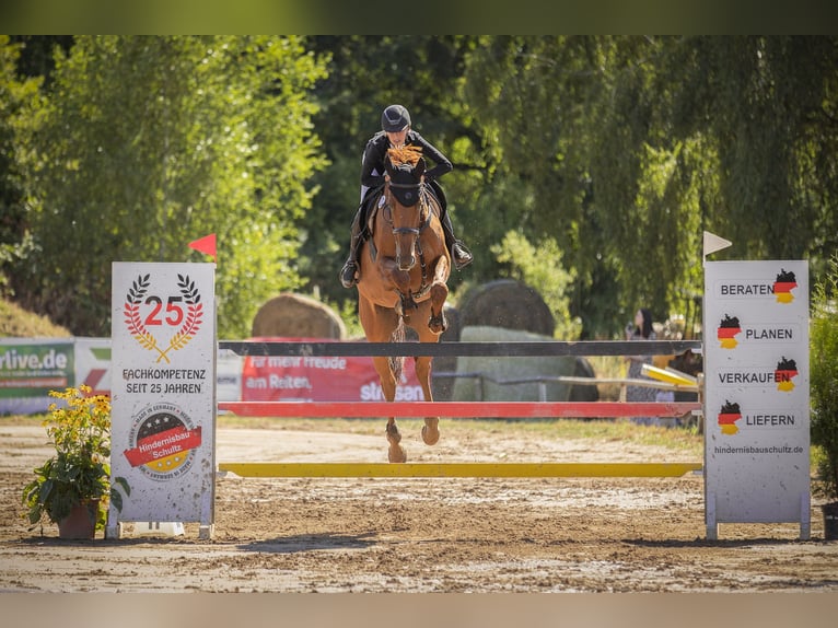 Selle Francais Wallach 14 Jahre 172 cm Fuchs in Köln
