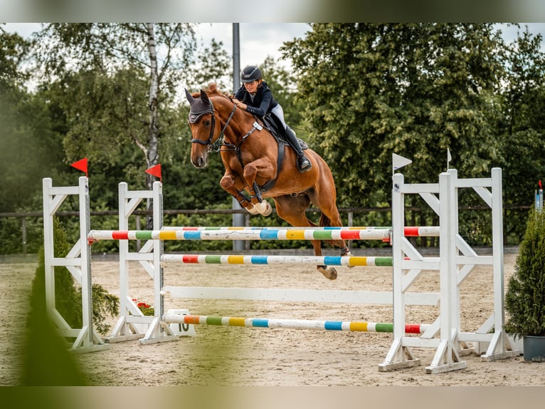 Selle Francais Wallach 14 Jahre 172 cm Fuchs in Köln