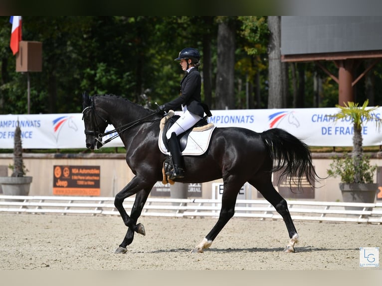 Selle Francais Wallach 14 Jahre in Asnières-sur-Seine