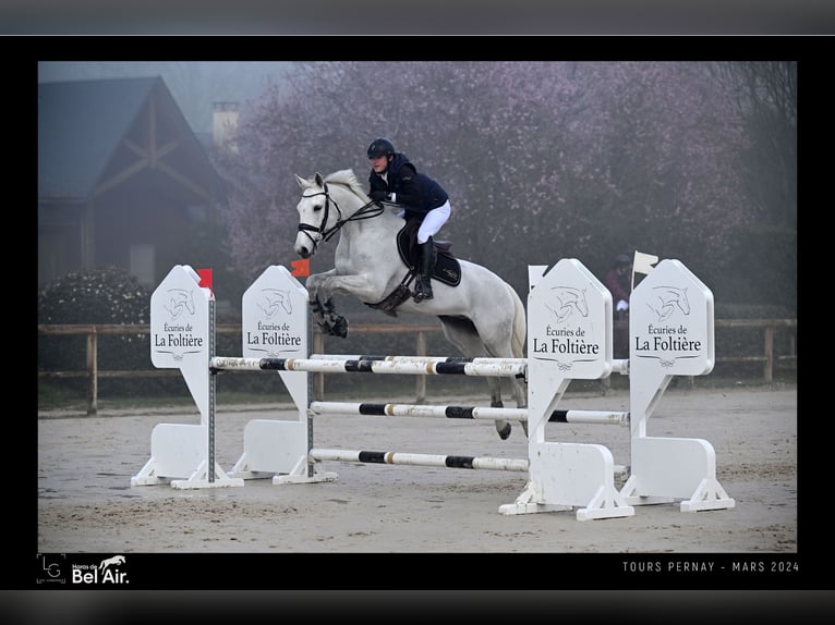 Selle Francais Wallach 15 Jahre 162 cm Schimmel in Sainte-Luce-sur-Loire
