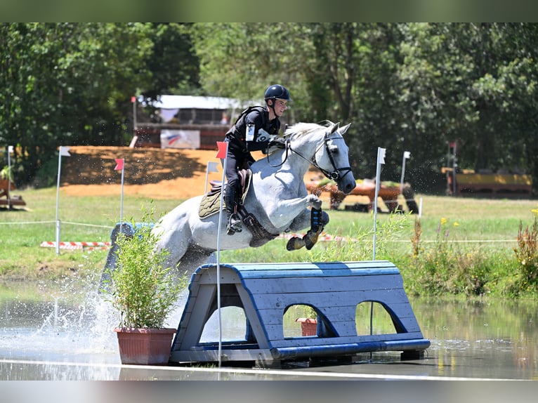 Selle Francais Wallach 15 Jahre 162 cm Schimmel in Sainte-Luce-sur-Loire