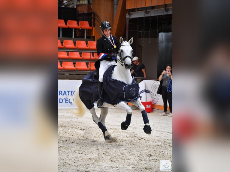 Selle Francais Wallach 15 Jahre 162 cm Schimmel in Sainte-Luce-sur-Loire