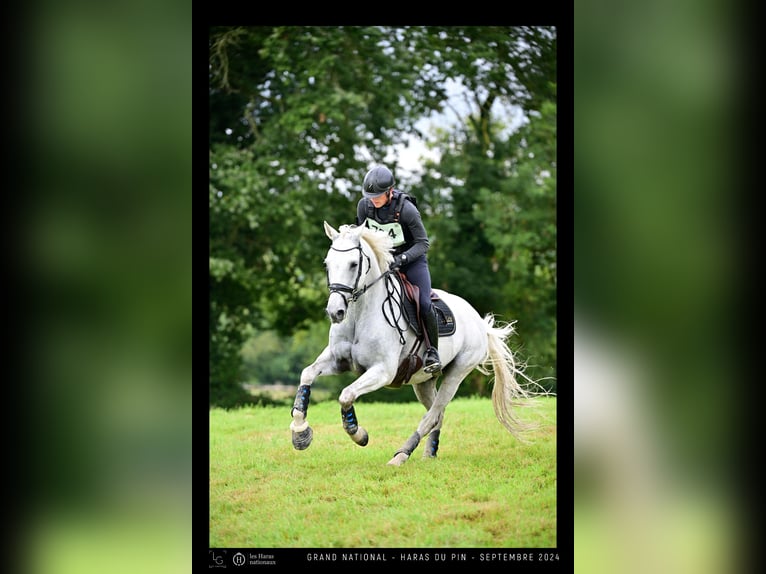 Selle Francais Wallach 15 Jahre 162 cm Schimmel in Sainte-Luce-sur-Loire