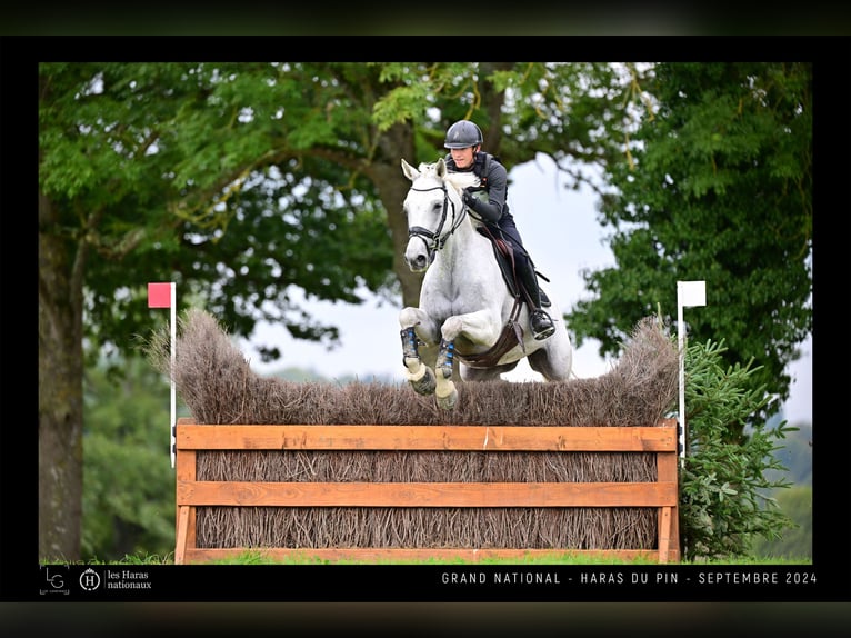 Selle Francais Wallach 15 Jahre 162 cm Schimmel in Sainte-Luce-sur-Loire